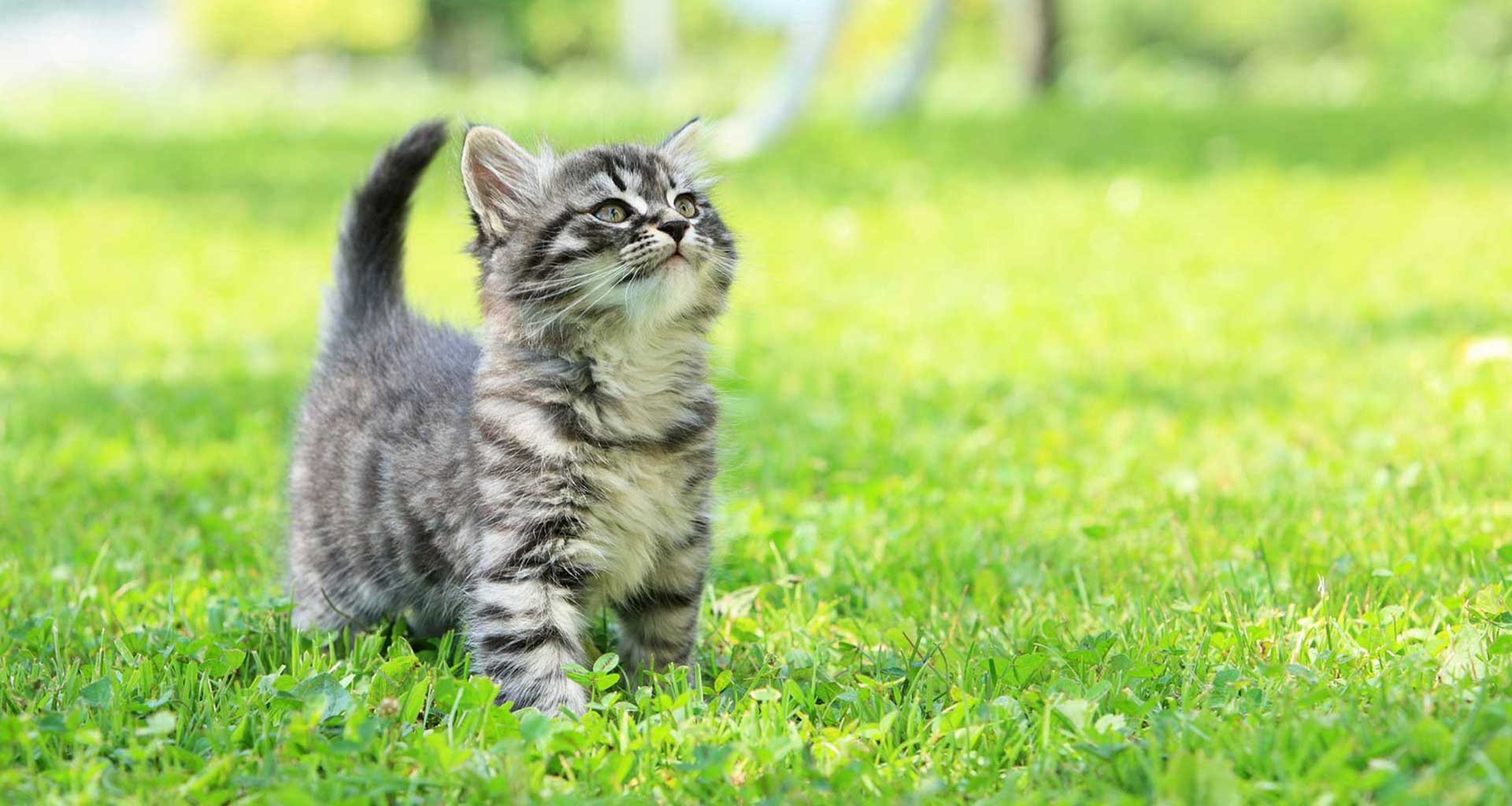 5 tips to protect your cat in spring